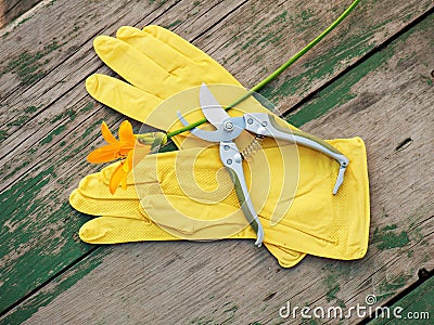 Yellow rubber gloves, lily and garden pruner on wooden backgroun