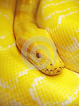 Yellow snake