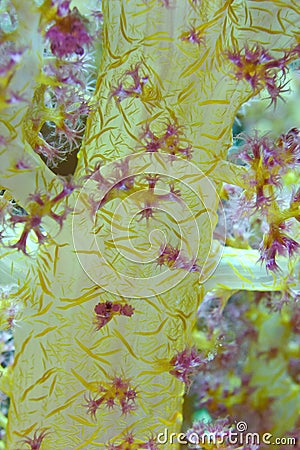 Yellow Soft coral