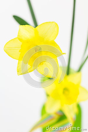 Yellow spring daffodils in vase