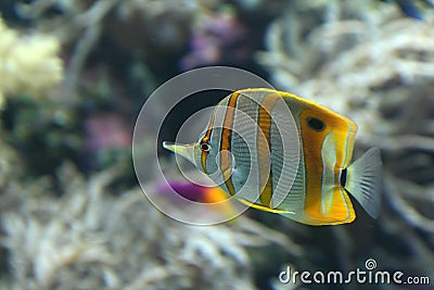 Yellow stripe angel fish