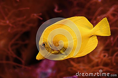 Yellow Tang Saltwater Fish