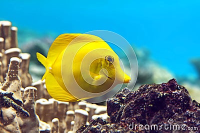 Yellow tang - Zebrasoma flavescens