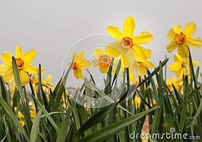 Yellow trumpet daffodils in a daffodil field