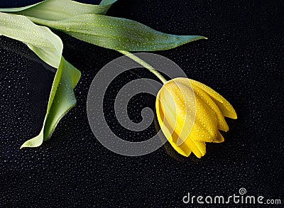 Yellow tulip with water drops