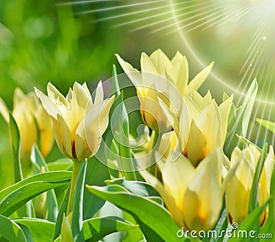 Yellow tulips - spring,Botanic garden