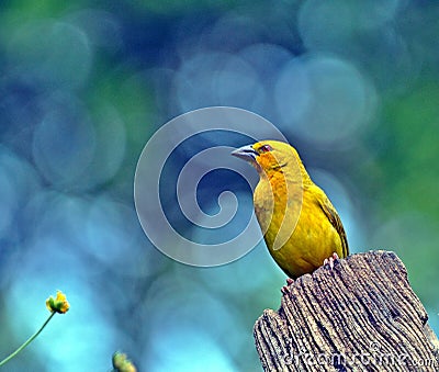 Yellow Weaver & Flower