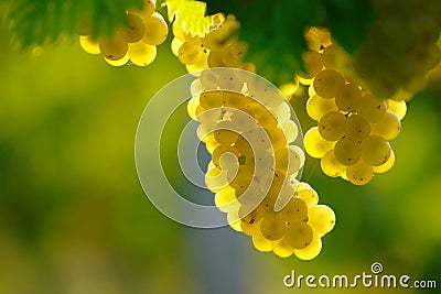 Yellow Wine Grape