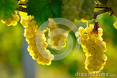 Yellow Wine Grape