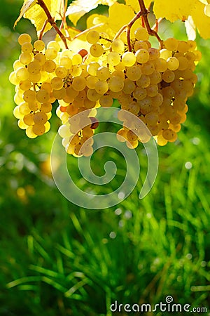 Yellow Wine Grape in Vineyard in Autumn