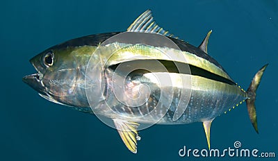 Yellowfin tuna fish underwater in ocean