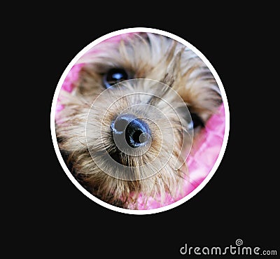 Yorkie Circle