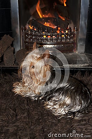 Yorkie terrier relaxing in front of fire