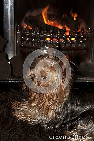 Yorkie terrier sitting in front of fire