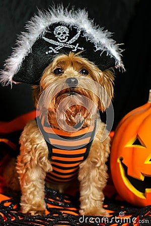 Yorkie Dog wearing Pirate hat for Halloween