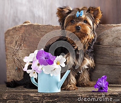 Yorkshire puppy and flower