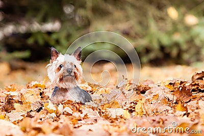 Yorkshire terrier Dog