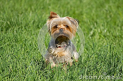 Yorkshire Terrier Dog