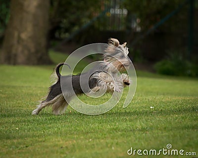 Yorkshire terrier leaping
