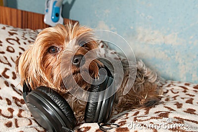 Yorkshire terrier listen to music