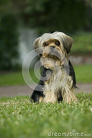 Yorkshire terrier mix dog on lawn