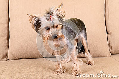 Yorkshire terrier scared