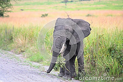 Young African elephant