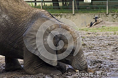 Young African elephant (Loxodonta africana)