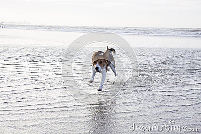 Young beagle in the water