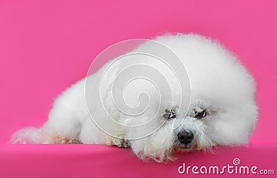 Young Bichon Frise dog