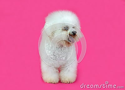 Young Bichon Frise dog