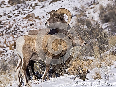 Young Big Horn ram with young ewe