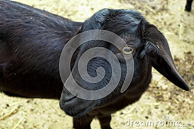 Young Black Goat