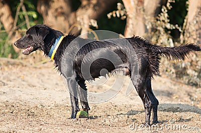Young black labrador dog standing on the sun after swimming