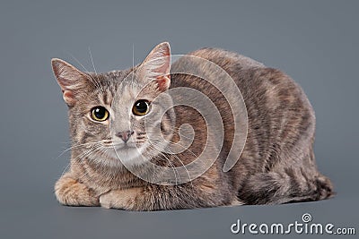 Young blue tortoise domestic cat on gray background