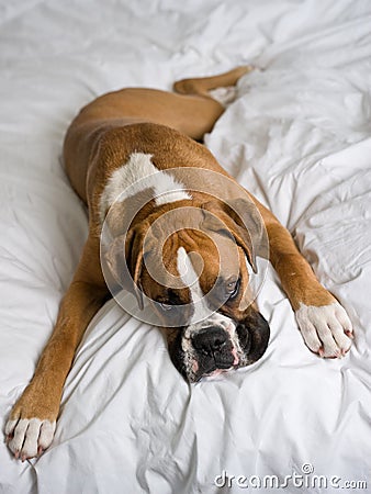 Young Boxer dog laying down