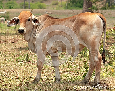 Young brahman calf for beef cattle