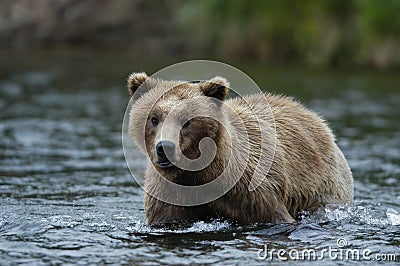 Young Brown bear standing in Brooks River