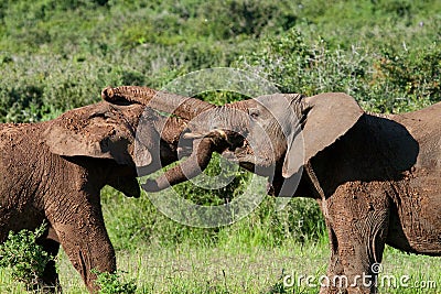 Young bull elephants fighting