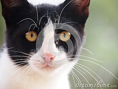 Young cat, black and white, (20)