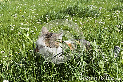 Young cat hides between high fresh green grass
