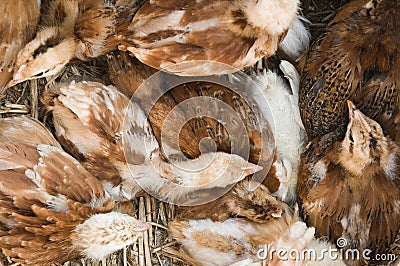 Young chicken group resting