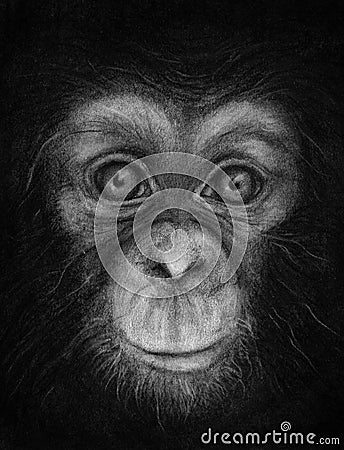 Young Chimpanzee Face Sketch