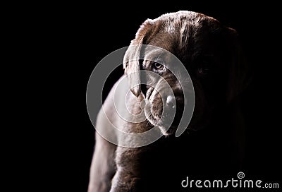 Young Chocolate Labrador Puppy