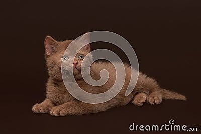 Young cinnamon british cat on dark brown