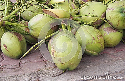 Young coconut fruit