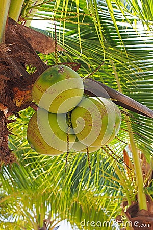 Young coconut fruit