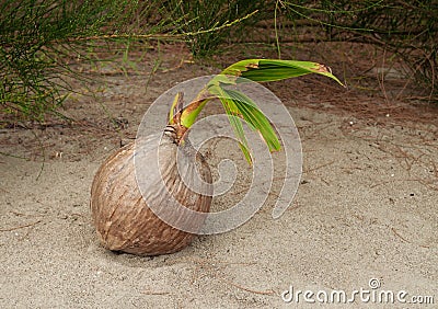 Young coconut tree