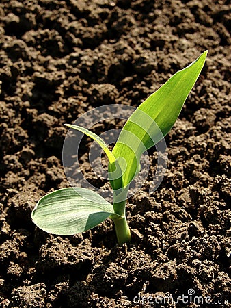 Young corn seedling