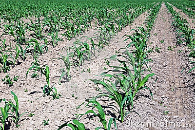 Young corn seedlings in the field